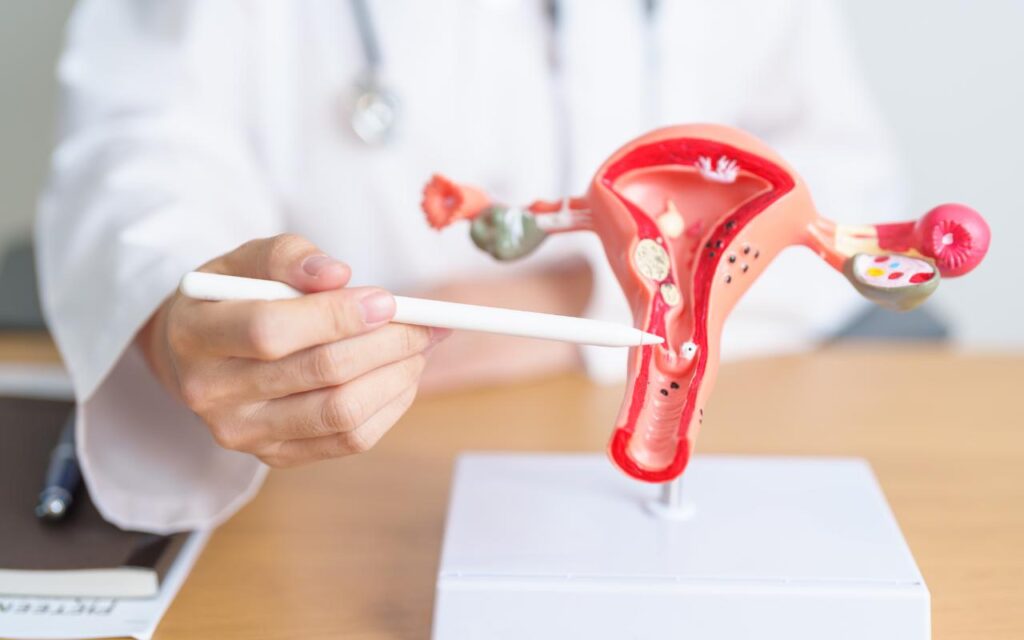 Profissional de saúde aponta para modelo anatômico do útero com uma caneta